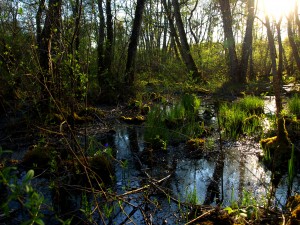 marais 2