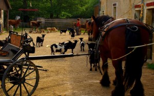 ferme