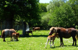 poneys - vaches